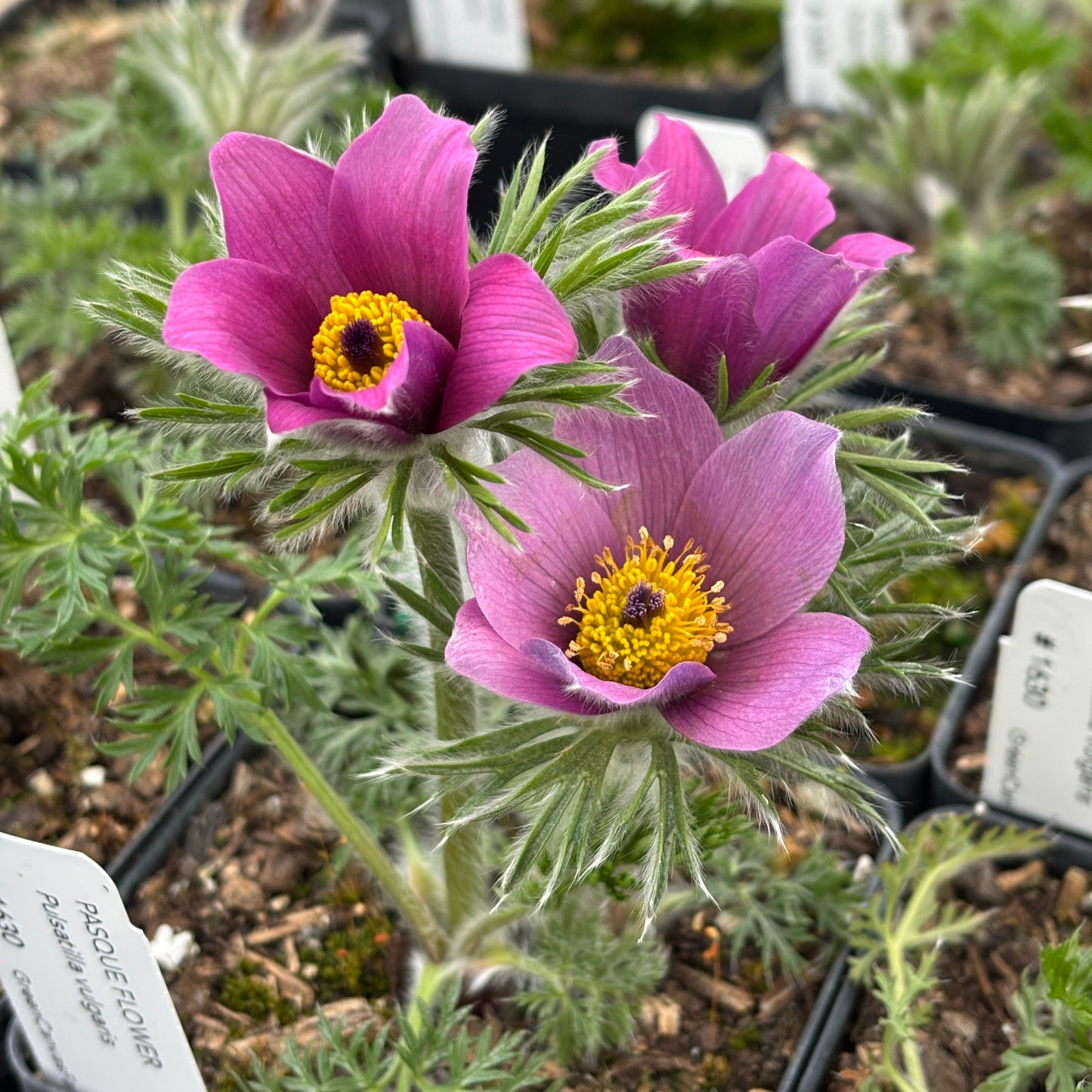 Pulsatilla vulgaris