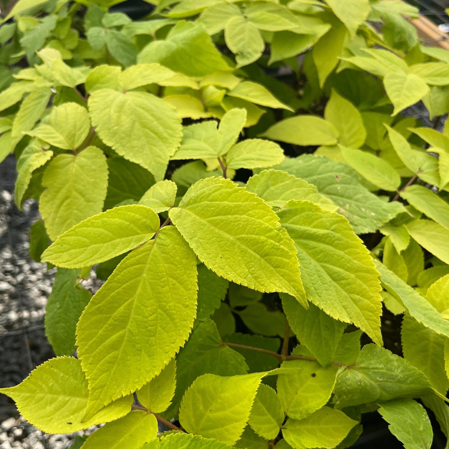 Aralia cordata 'Sun King'