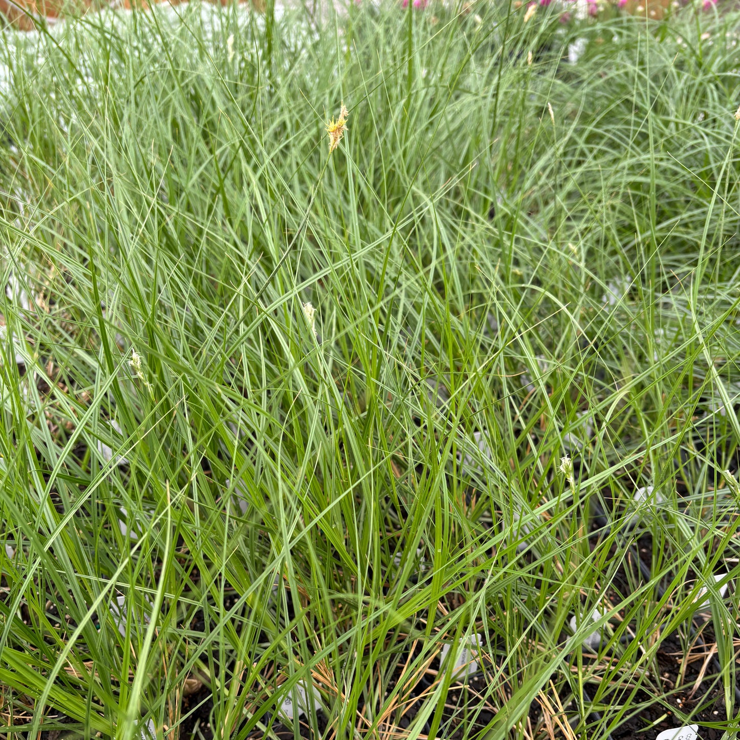 Carex bicknellii