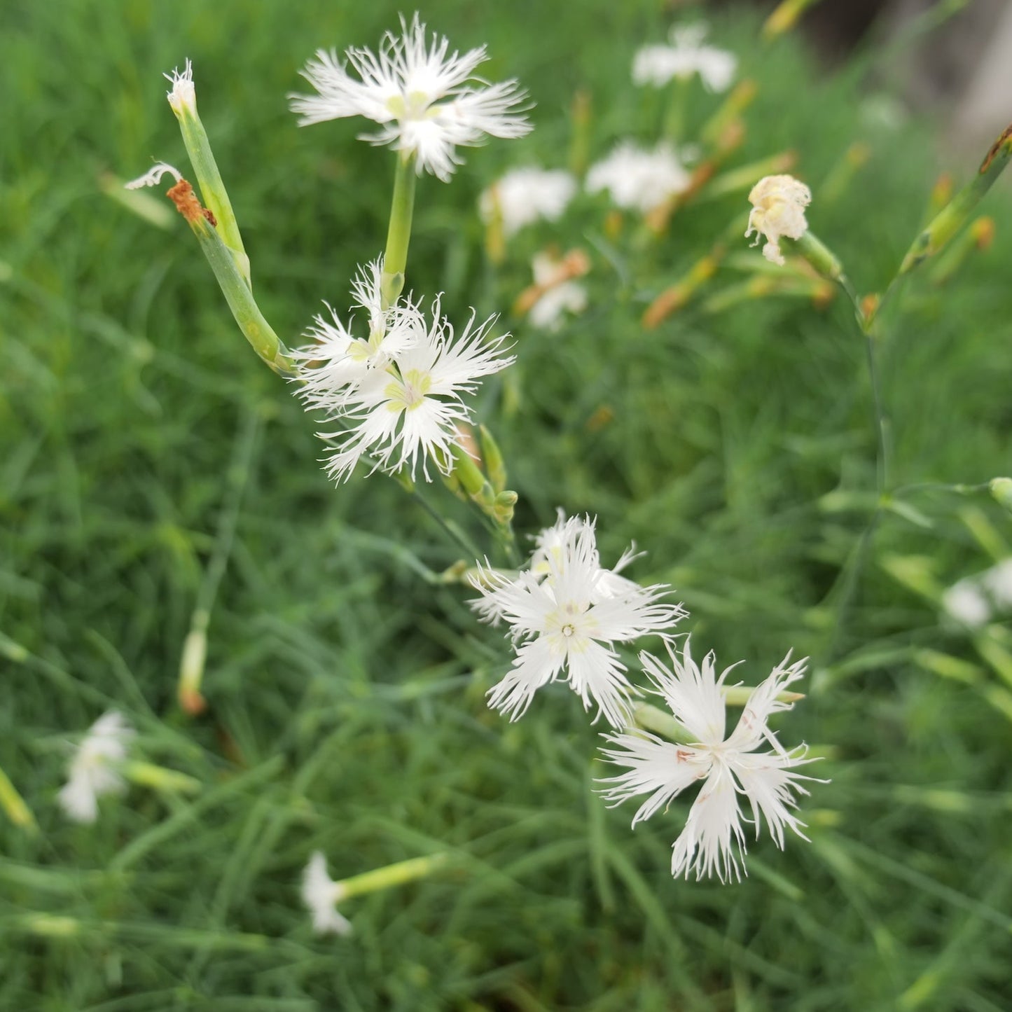 Dianthus arenarius