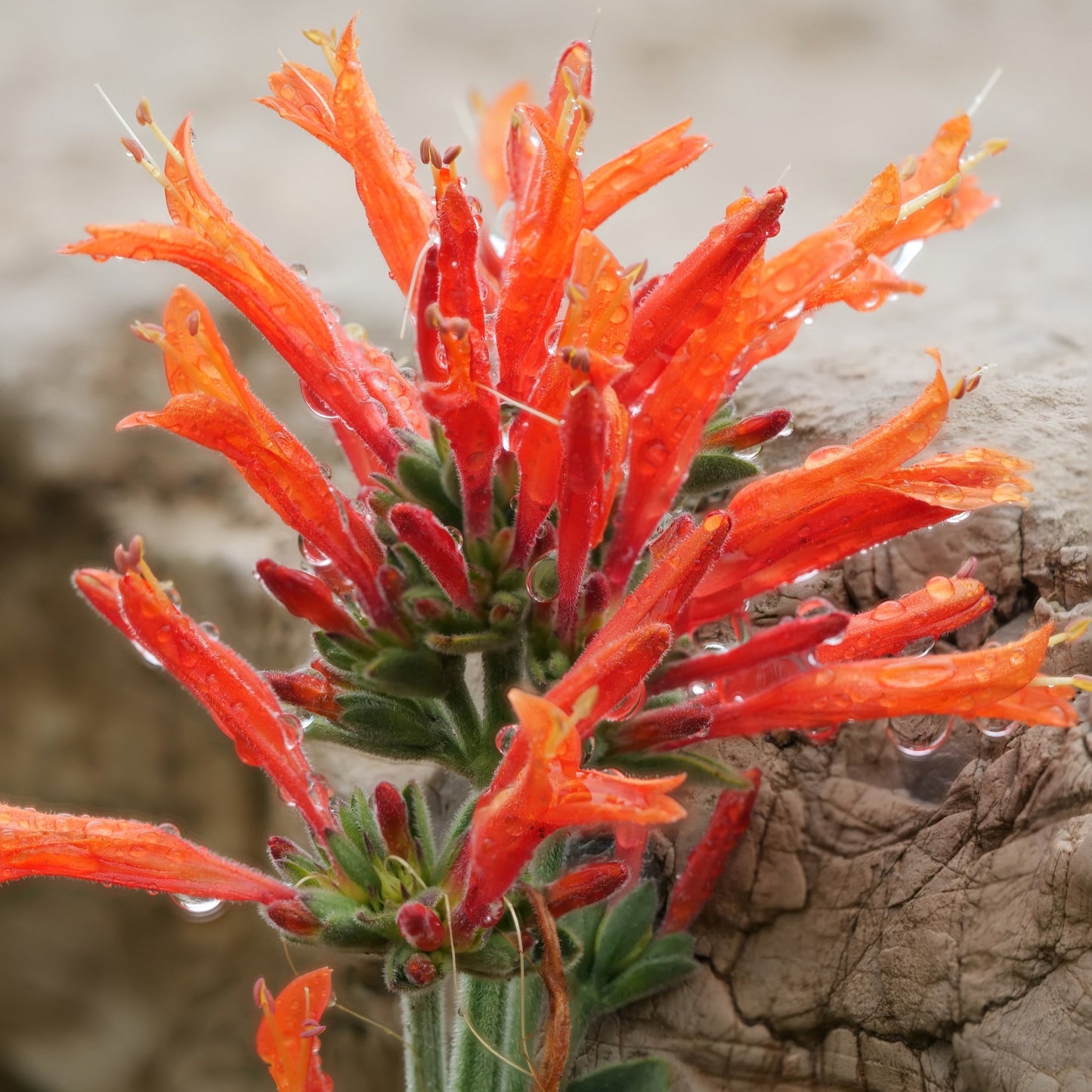 Dicliptera suberecta