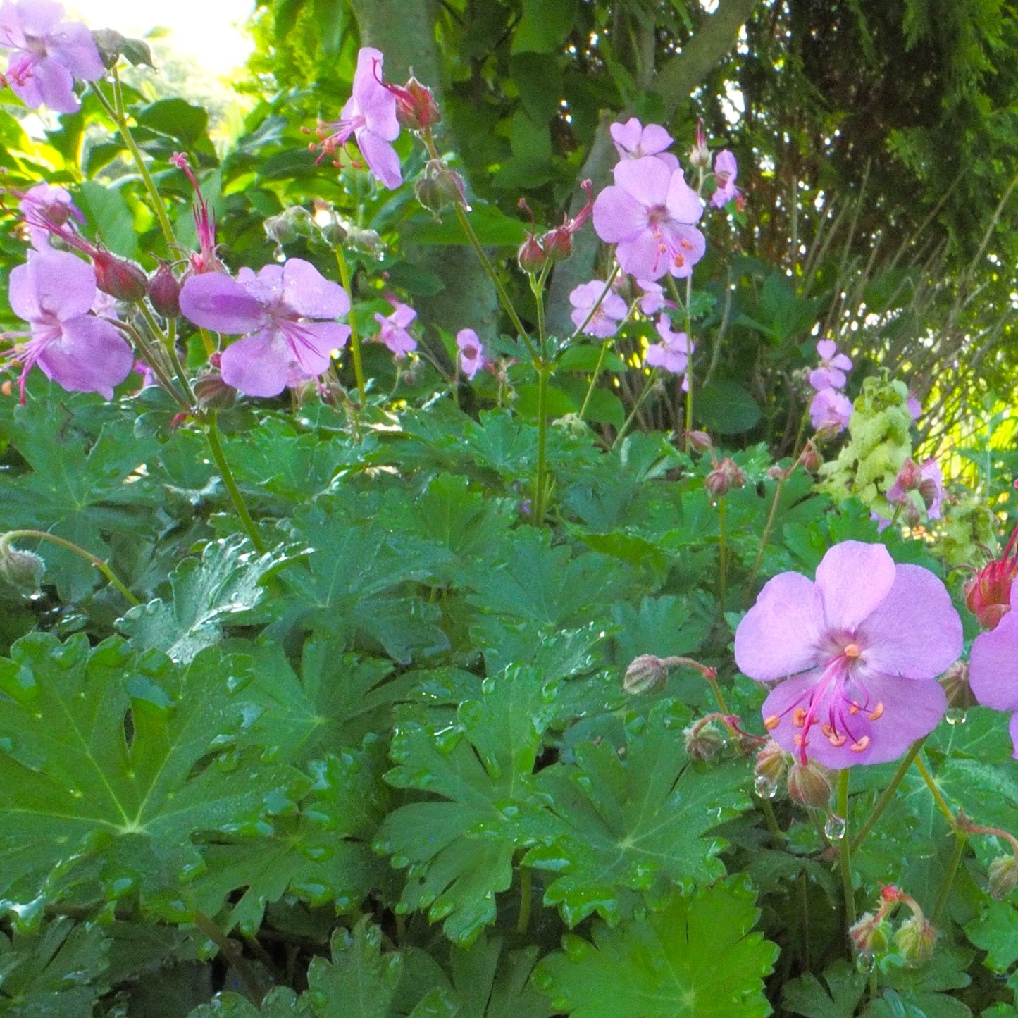 Geranium X cantabrigiense 'Karmina'