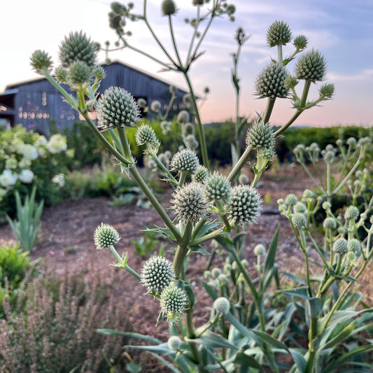 Eryngium yuccifolium