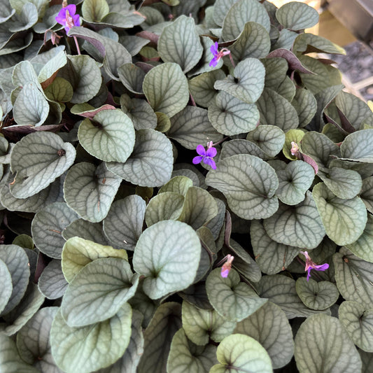 Viola walteri 'Silver Gem'