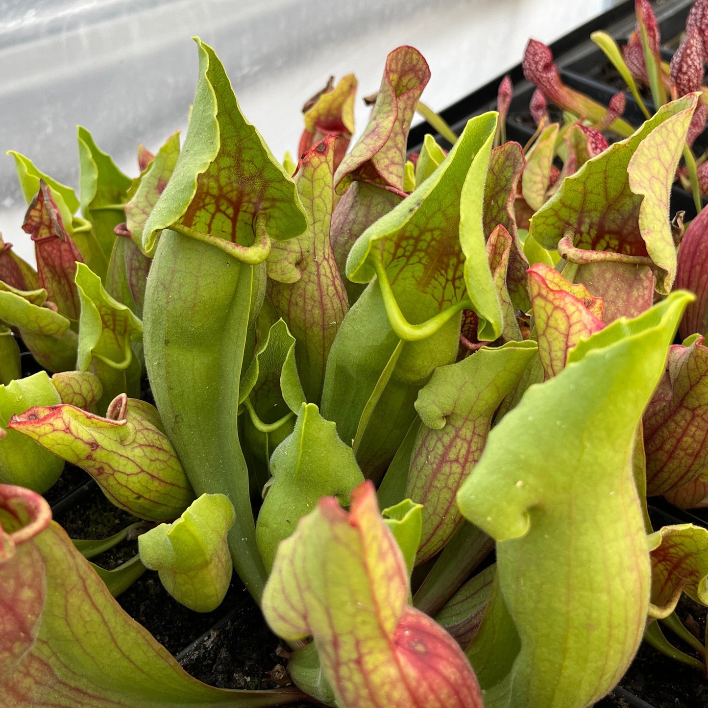 Sarracenia 'Carolina Yellow Jacket'