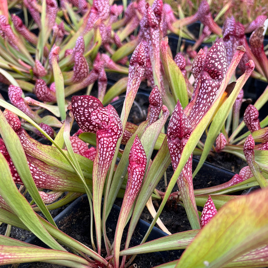 Sarracenia 'Scarlet Belle'