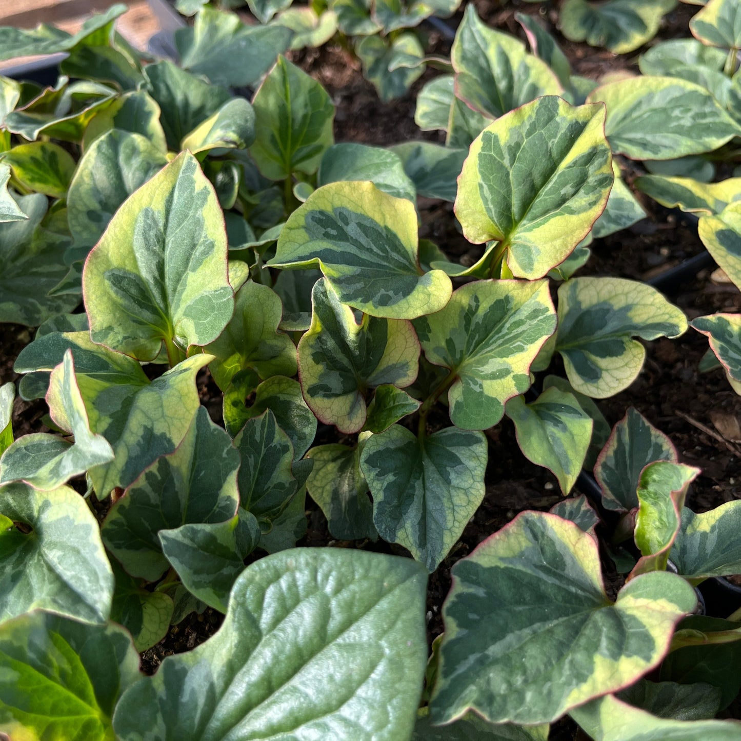 Houttuynia cordata 'Chameleon'