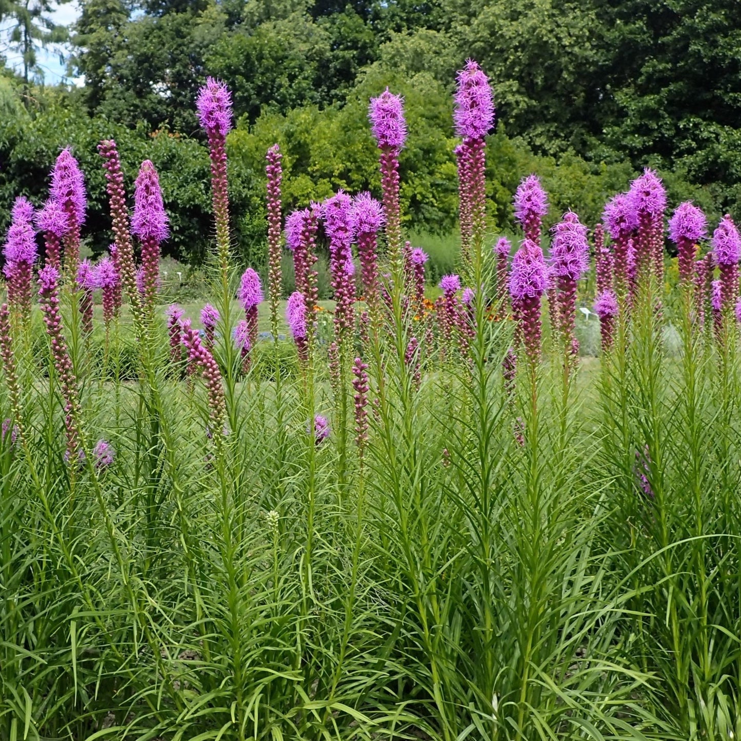 Liatris spicata