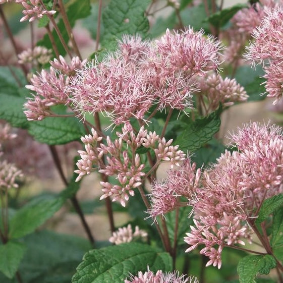 Eutrochium dubium 'Little Joe'