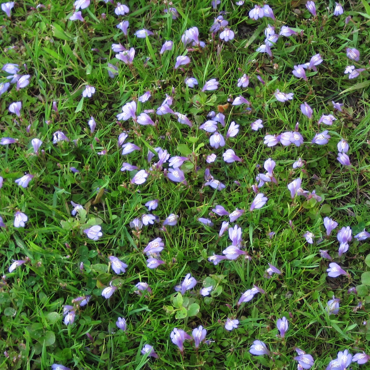 Mazus reptans