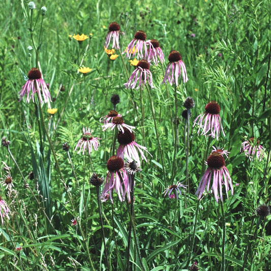 Echinacea pallida