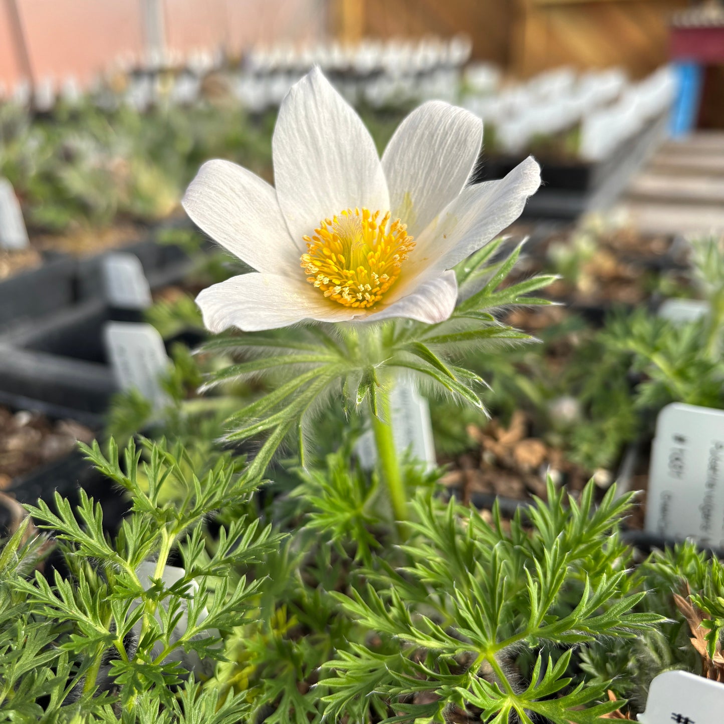 Pulsatilla vulgaris 'Alba'