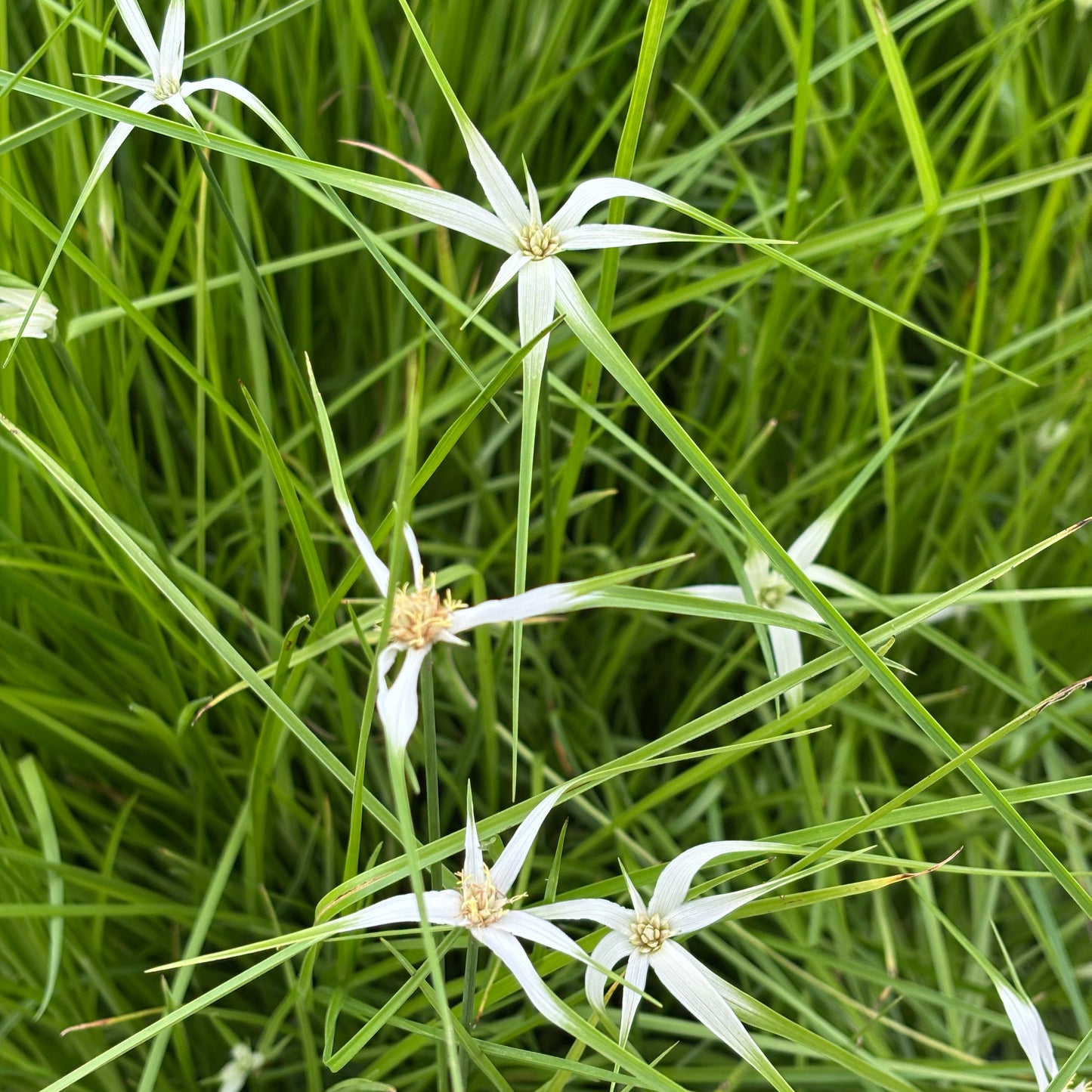Rhynchospora colorata
