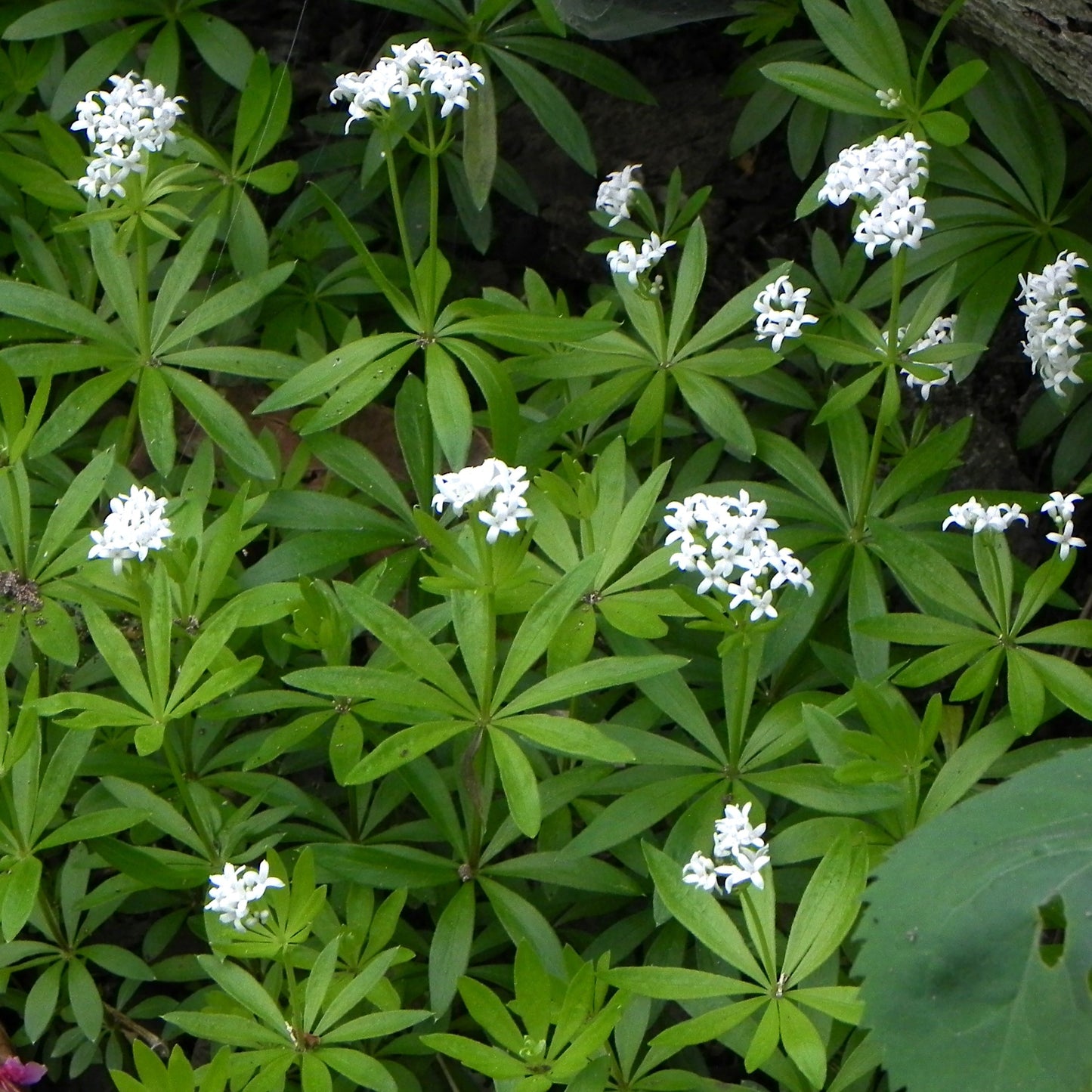 Galium odoratum