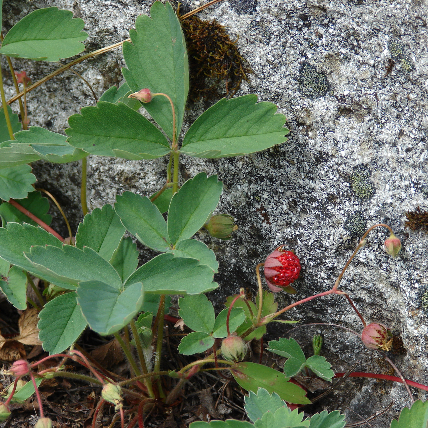 Fragaria virginiana