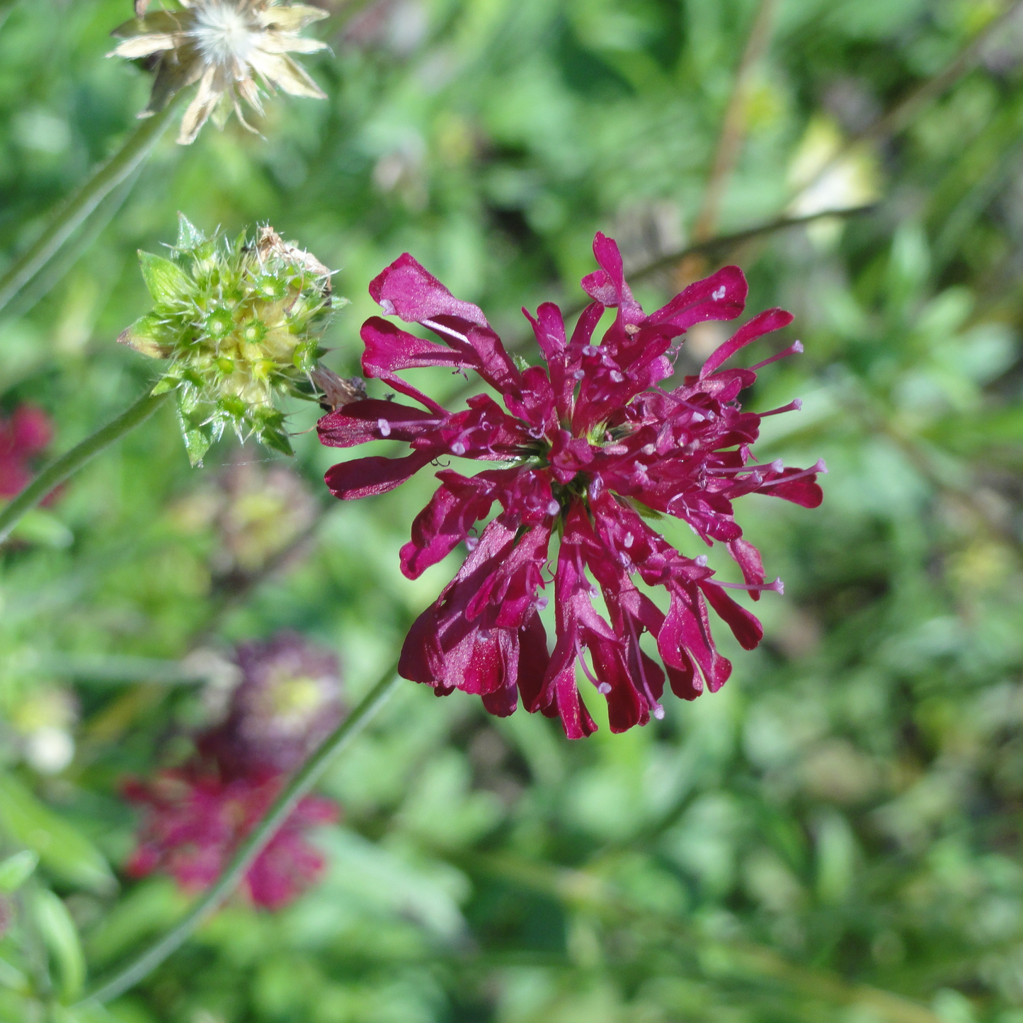 Knautia macedonica