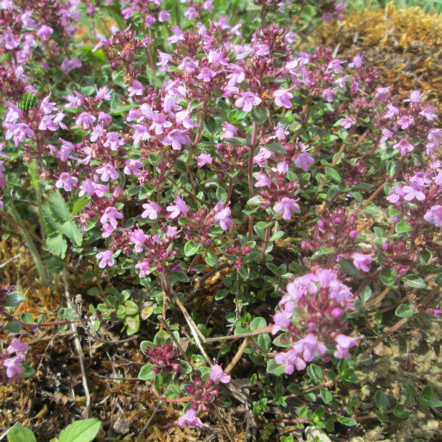 Thymus serpyllum