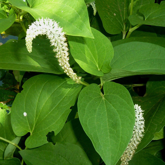 Saururus cernuus