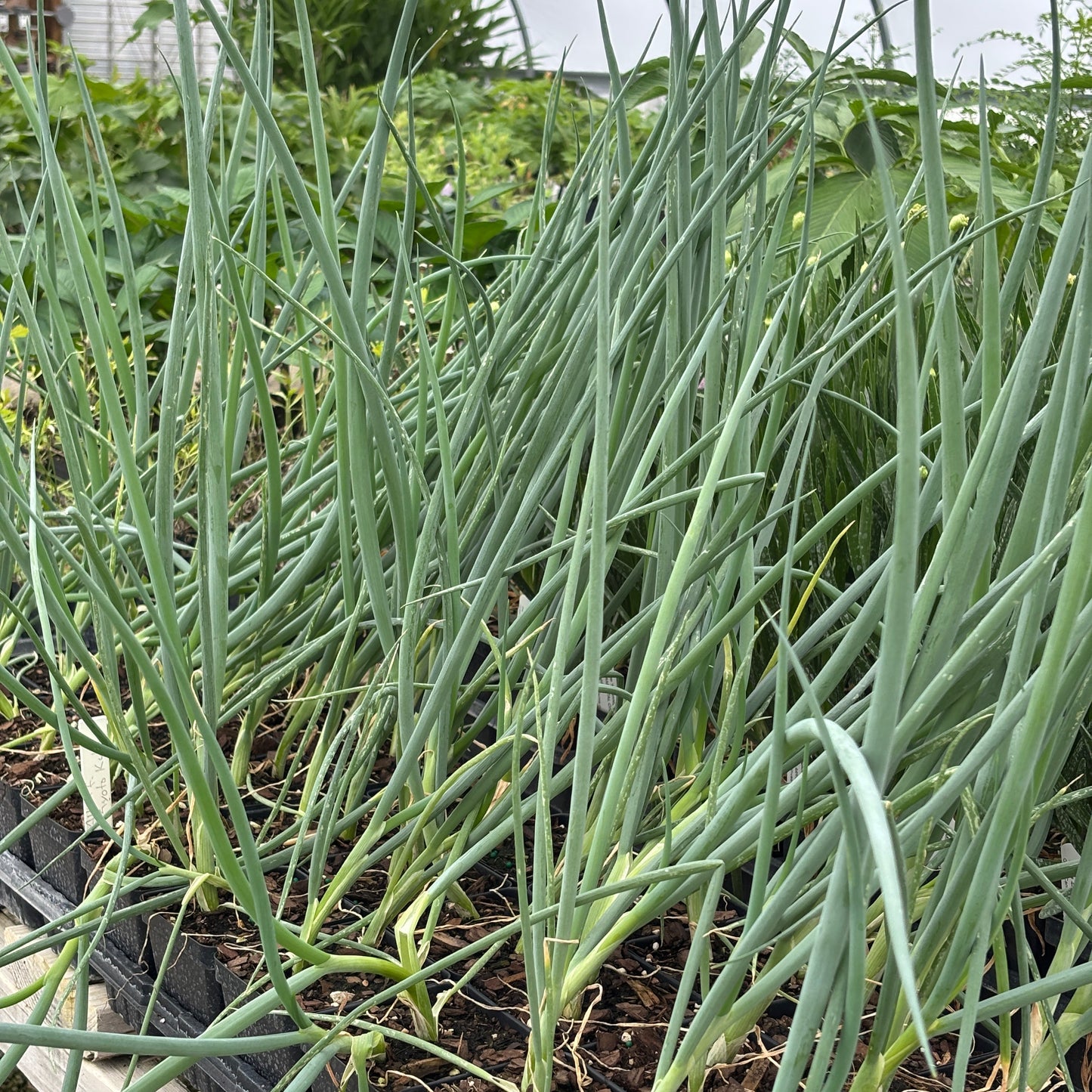 Allium fistulosum 'Kyoto Kujo'