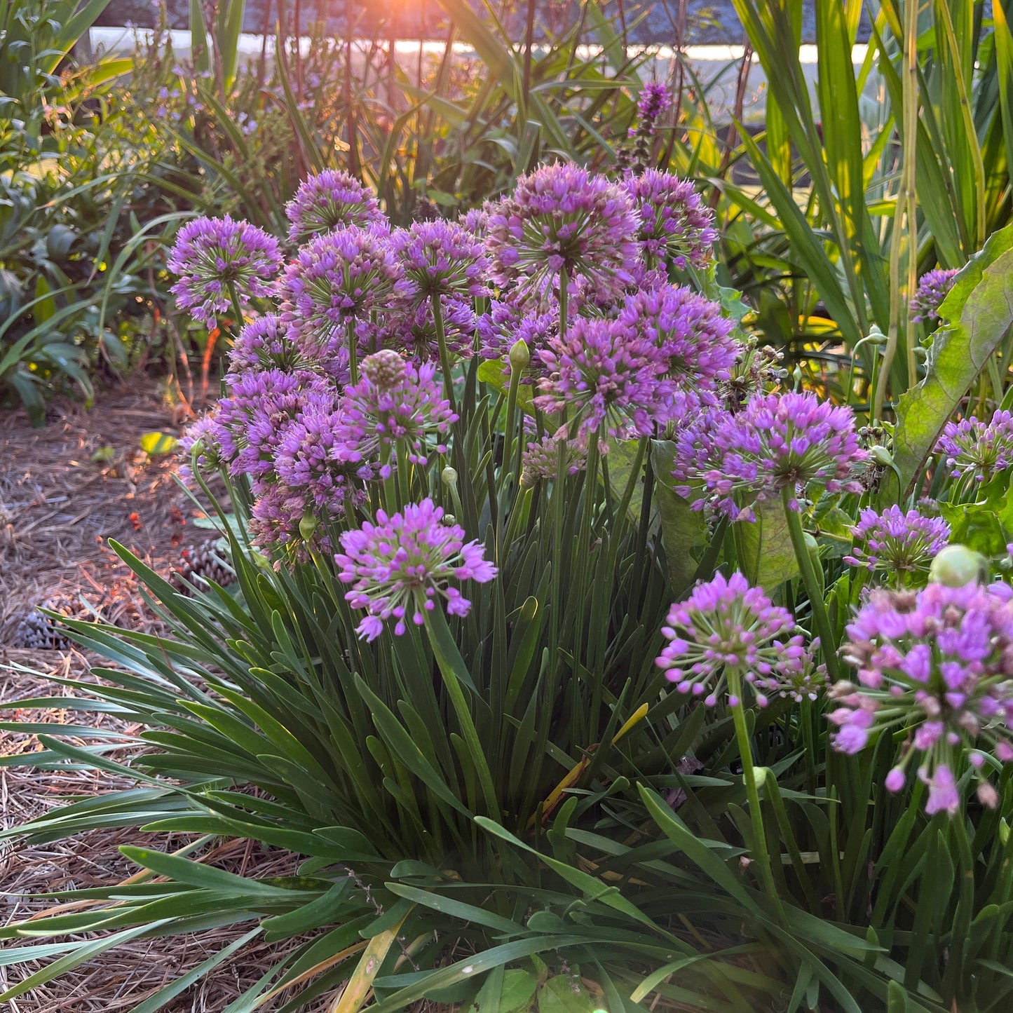 Allium 'Millenium'