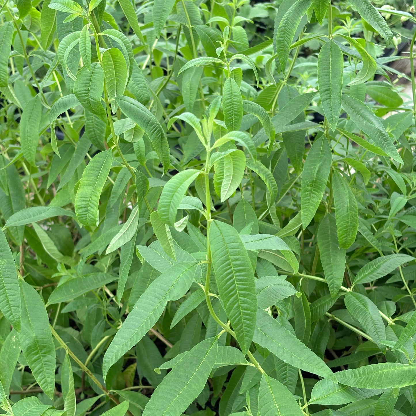 Aloysia citrodora