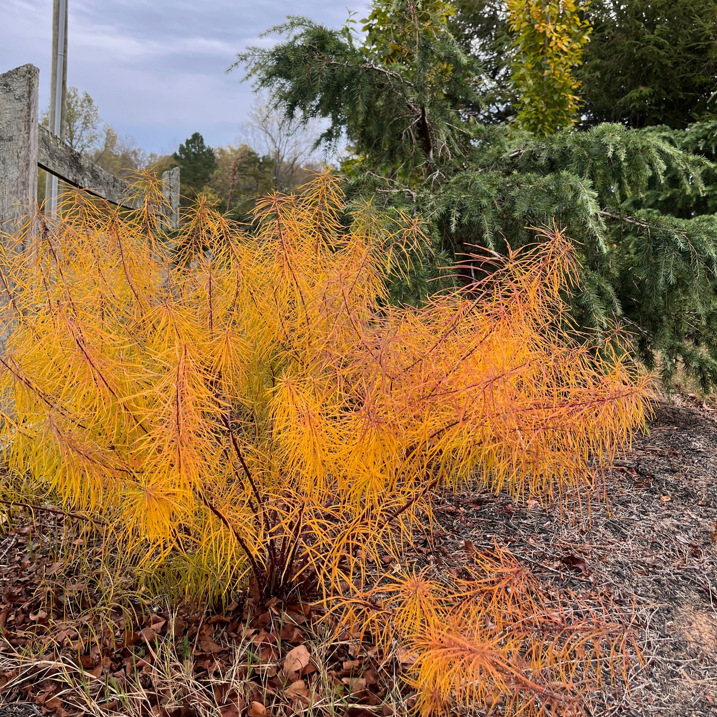 Amsonia hubrichtii
