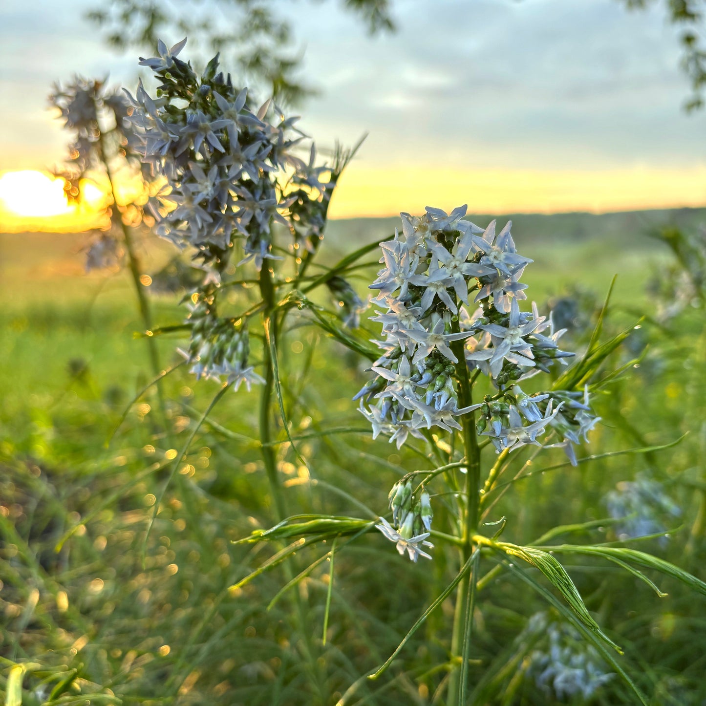 Amsonia hubrichtii