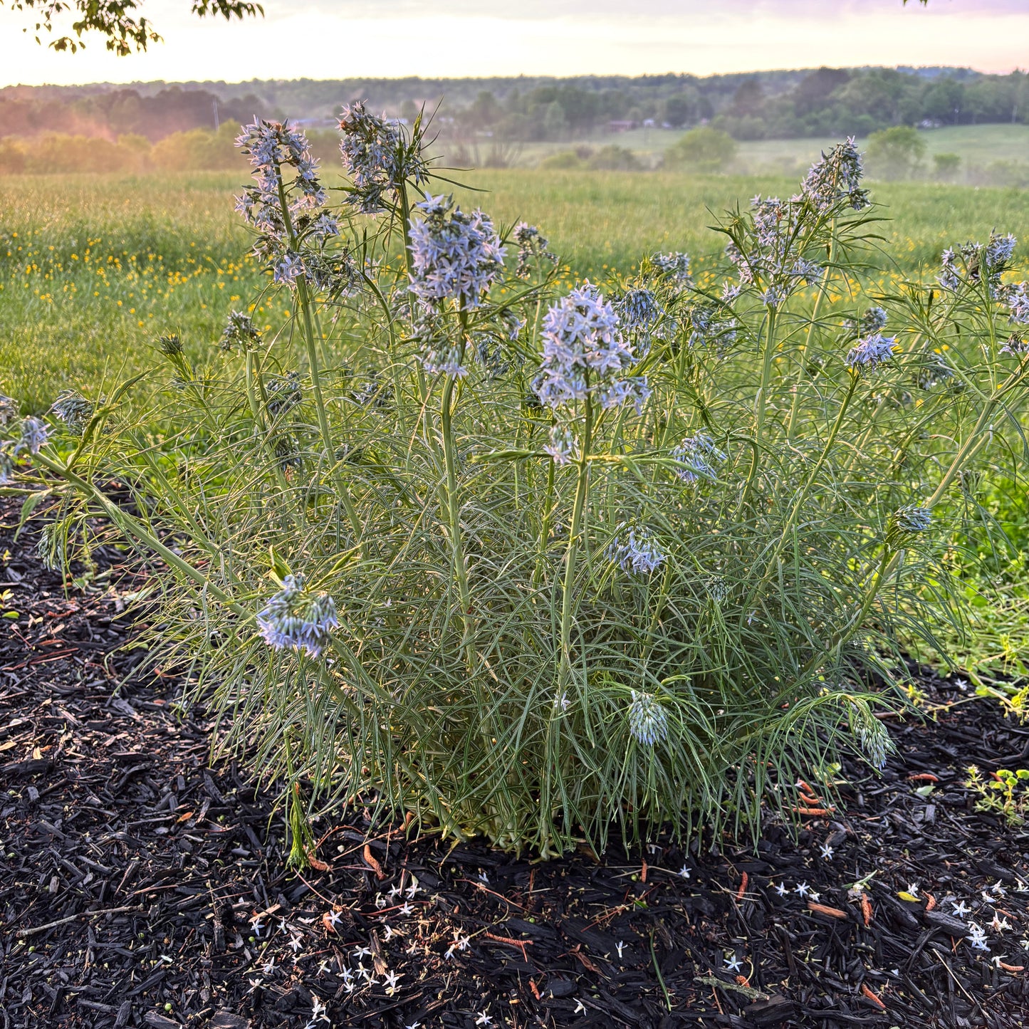 Amsonia hubrichtii
