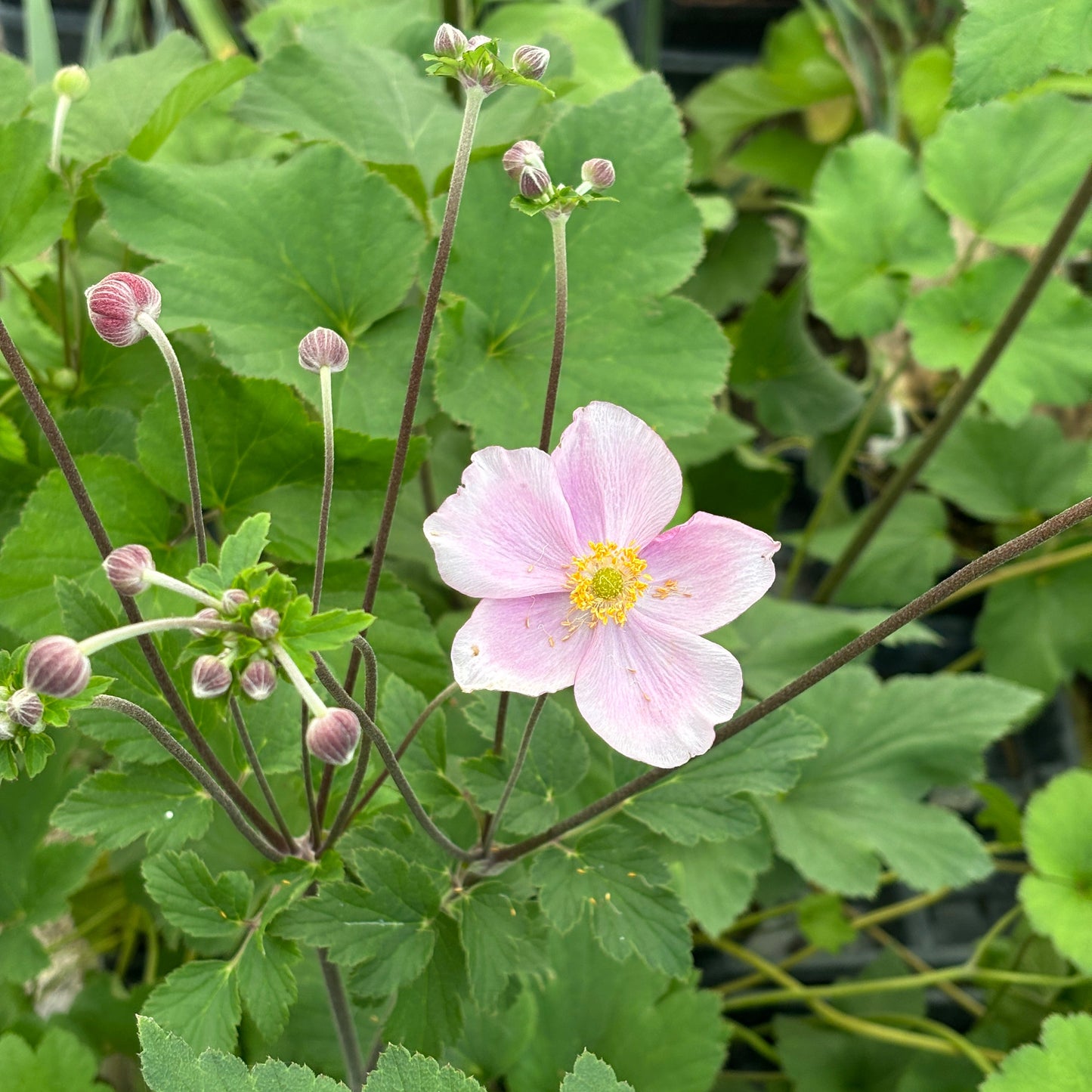 Anemone tomentosa 'Robustissima'