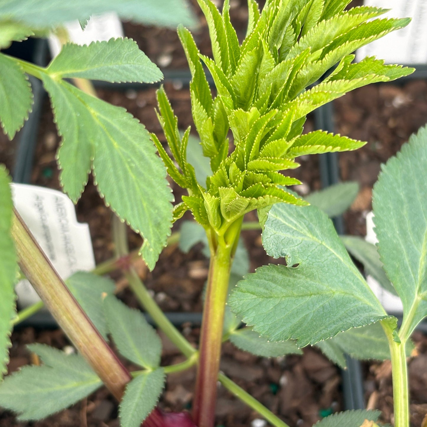 Angelica atropurpurea - American Angelica, Great Angelica