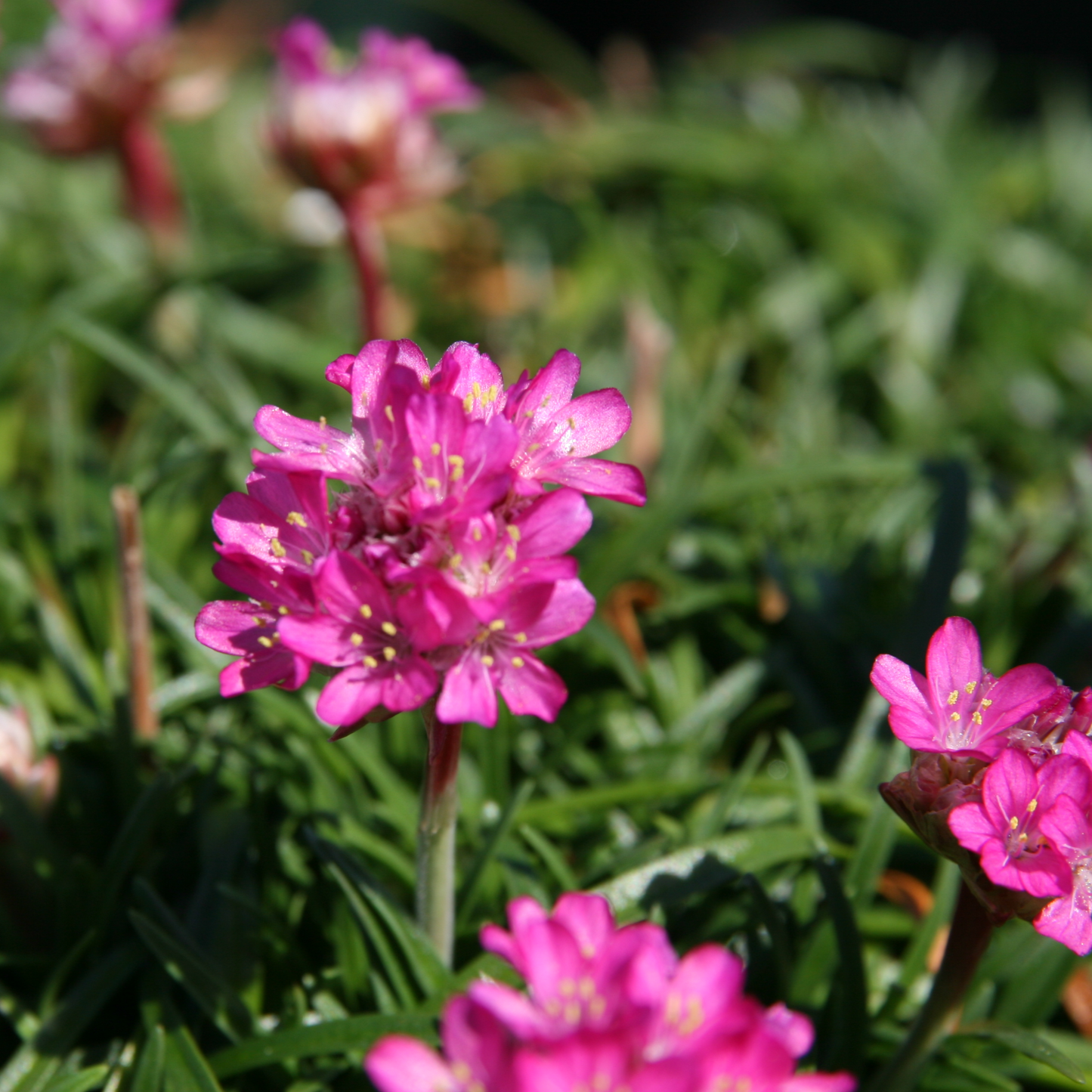 Armeria maritima 'Splendens'