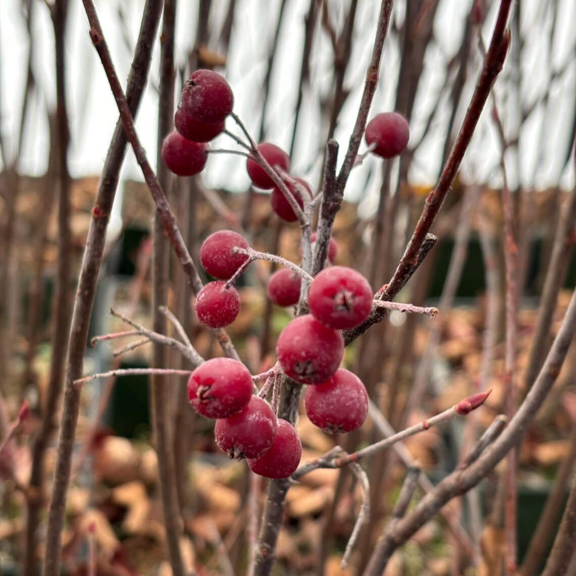Aronia arbutifolia