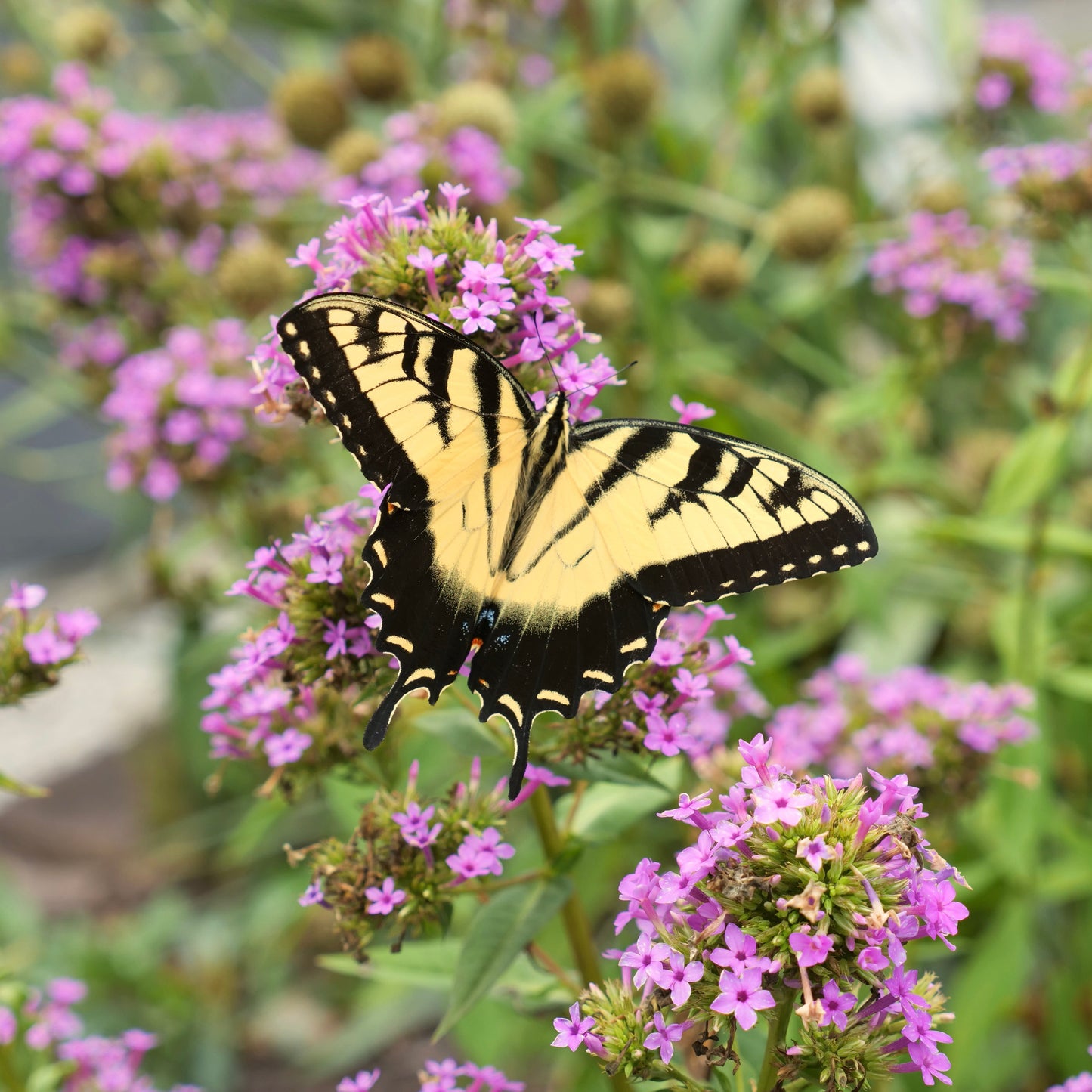 Phlox paniculata 'Jeana'
