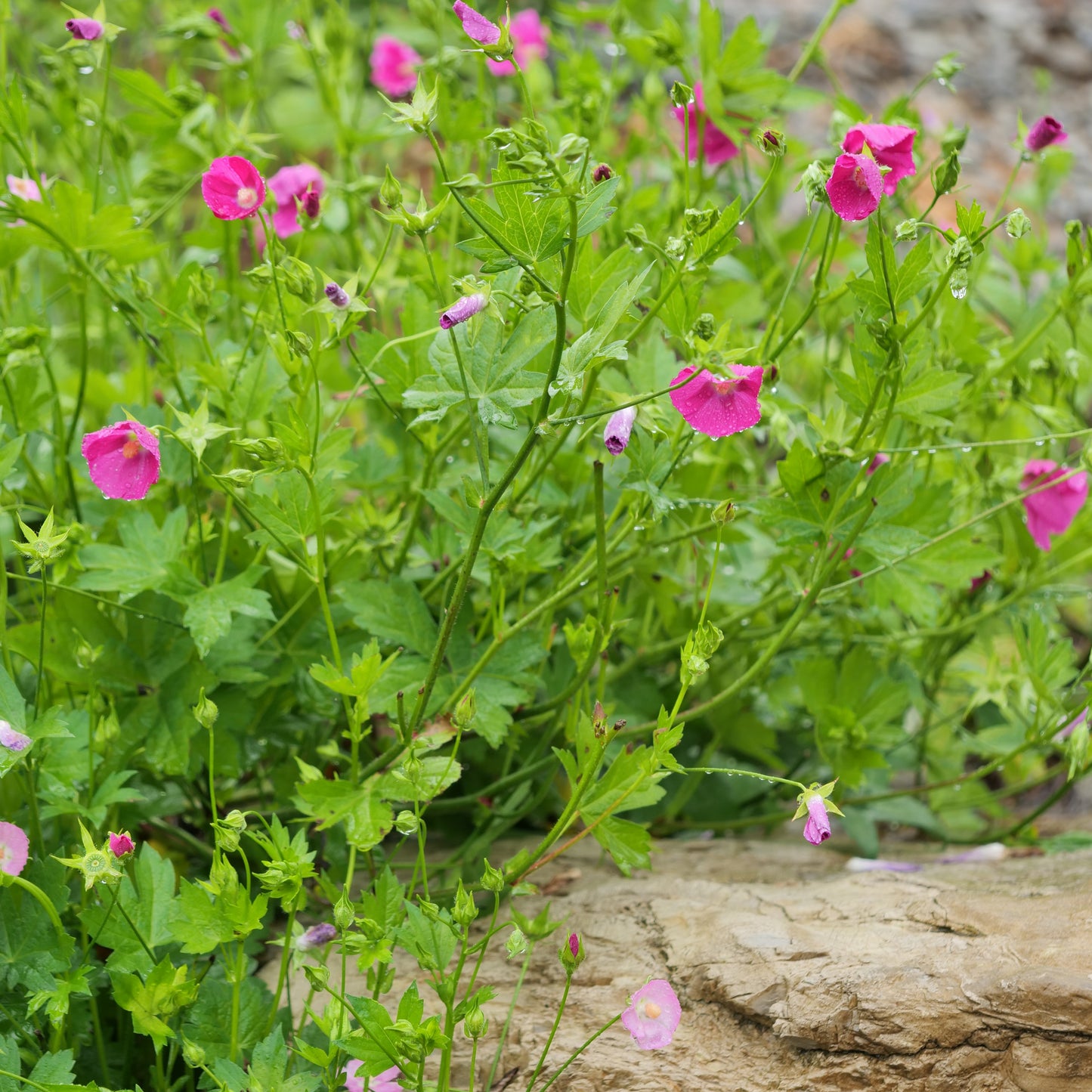 Callirhoe bushii