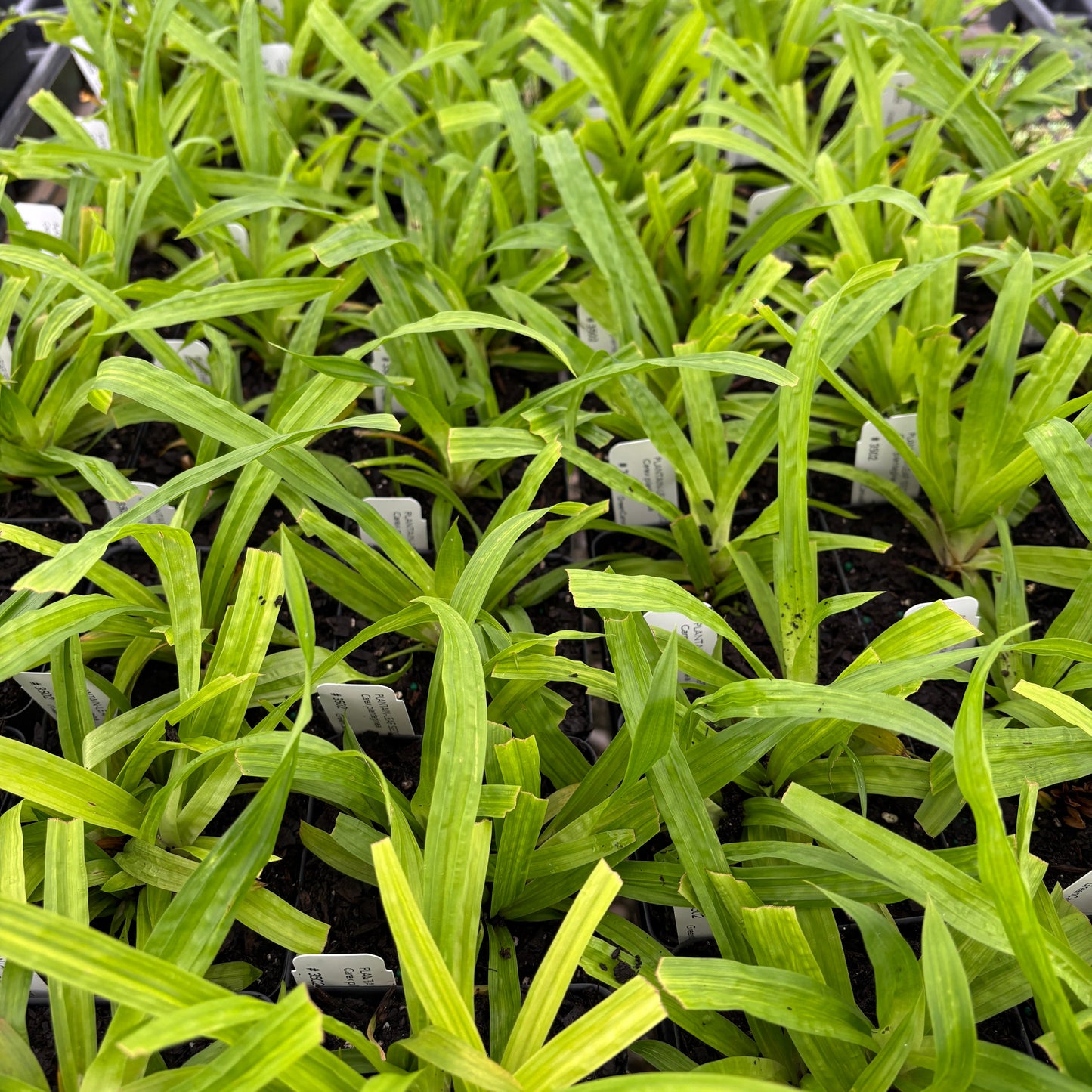 Carex plantaginea