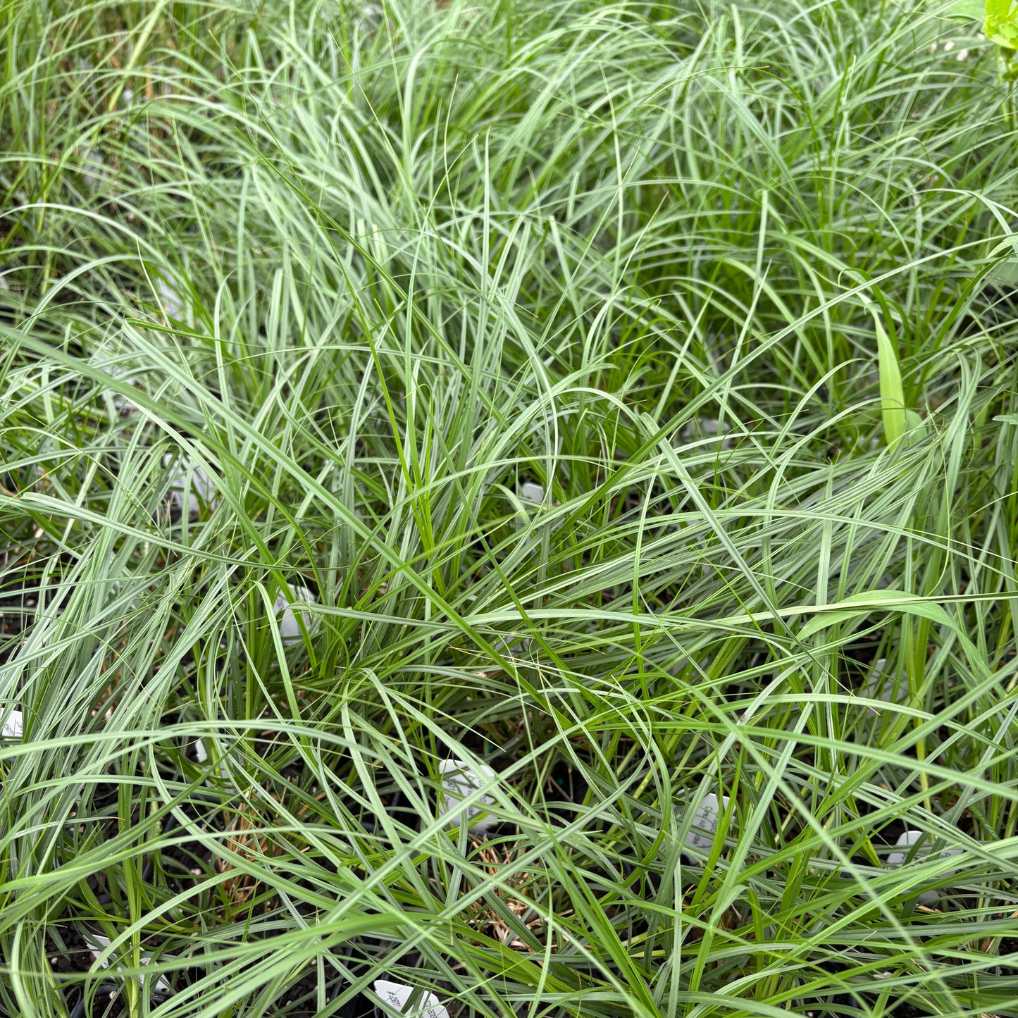 Carex vulpinoidea