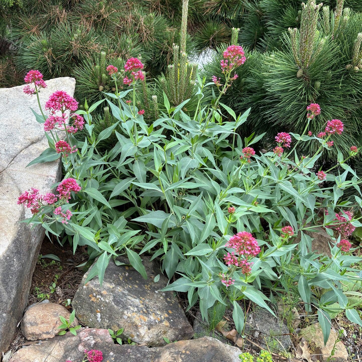 Centranthus ruber