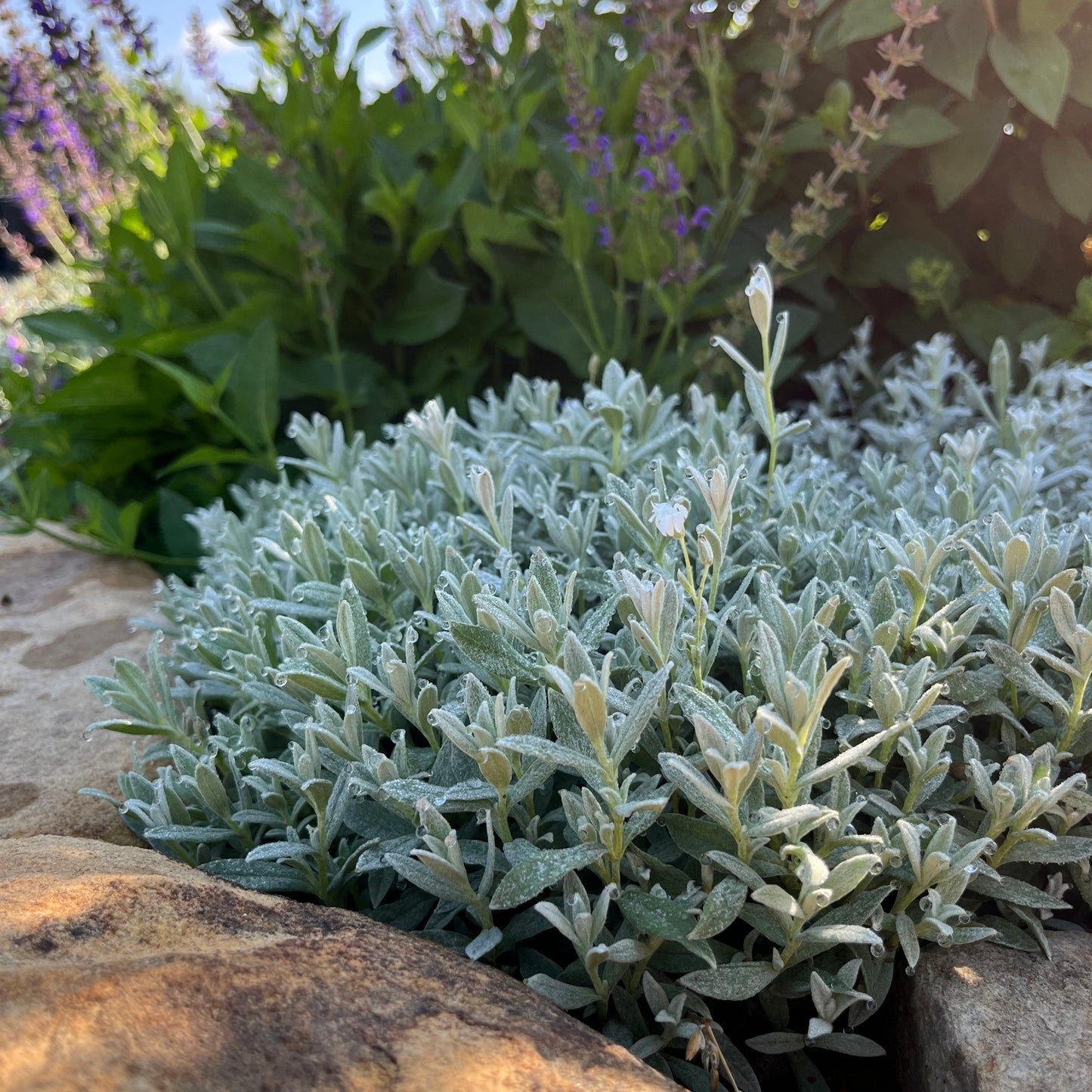 Cerastium tomentosum - Snow-in-Summer 'Yoyo'