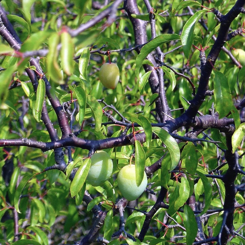 Prunus angustifolia