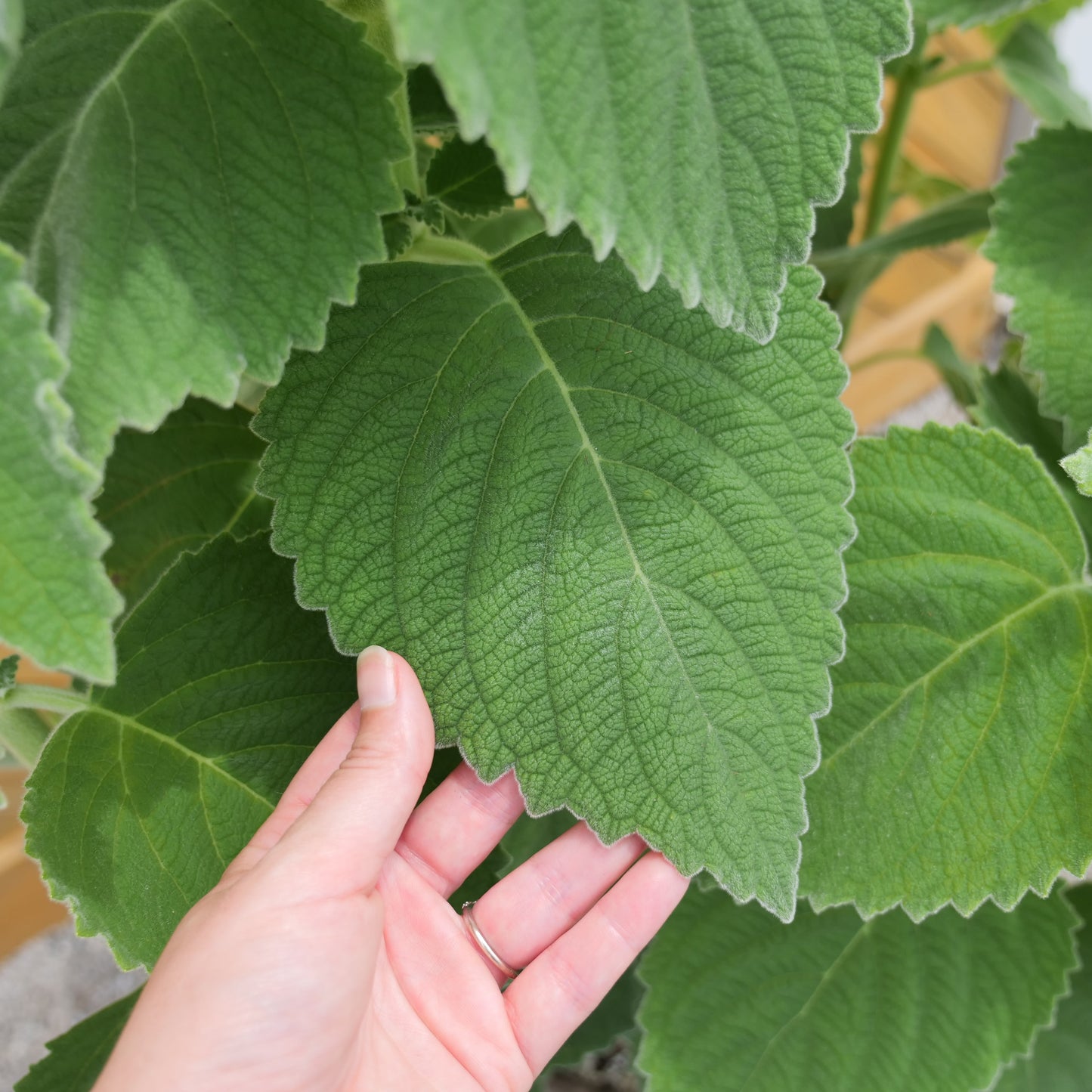 Coleus bellus 'Mt. Carbine'