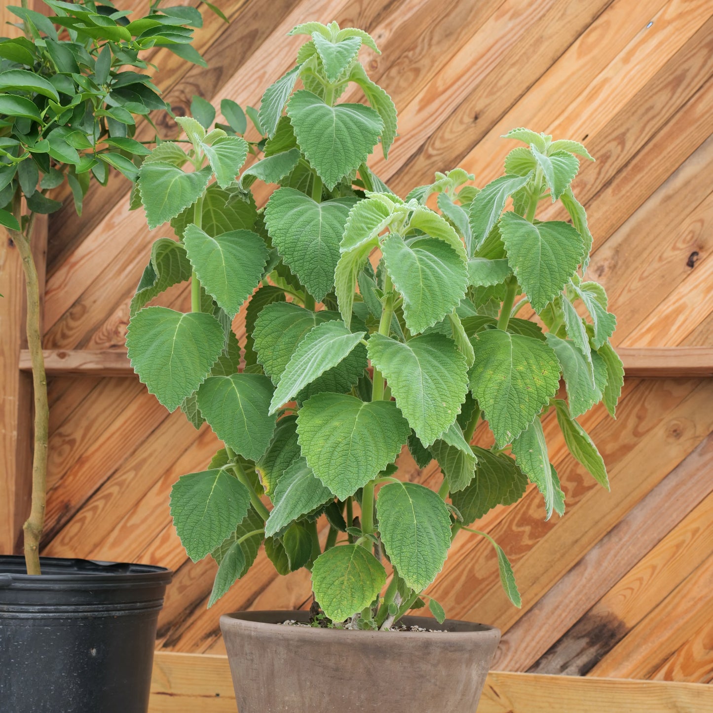 Coleus bellus 'Mt. Carbine'