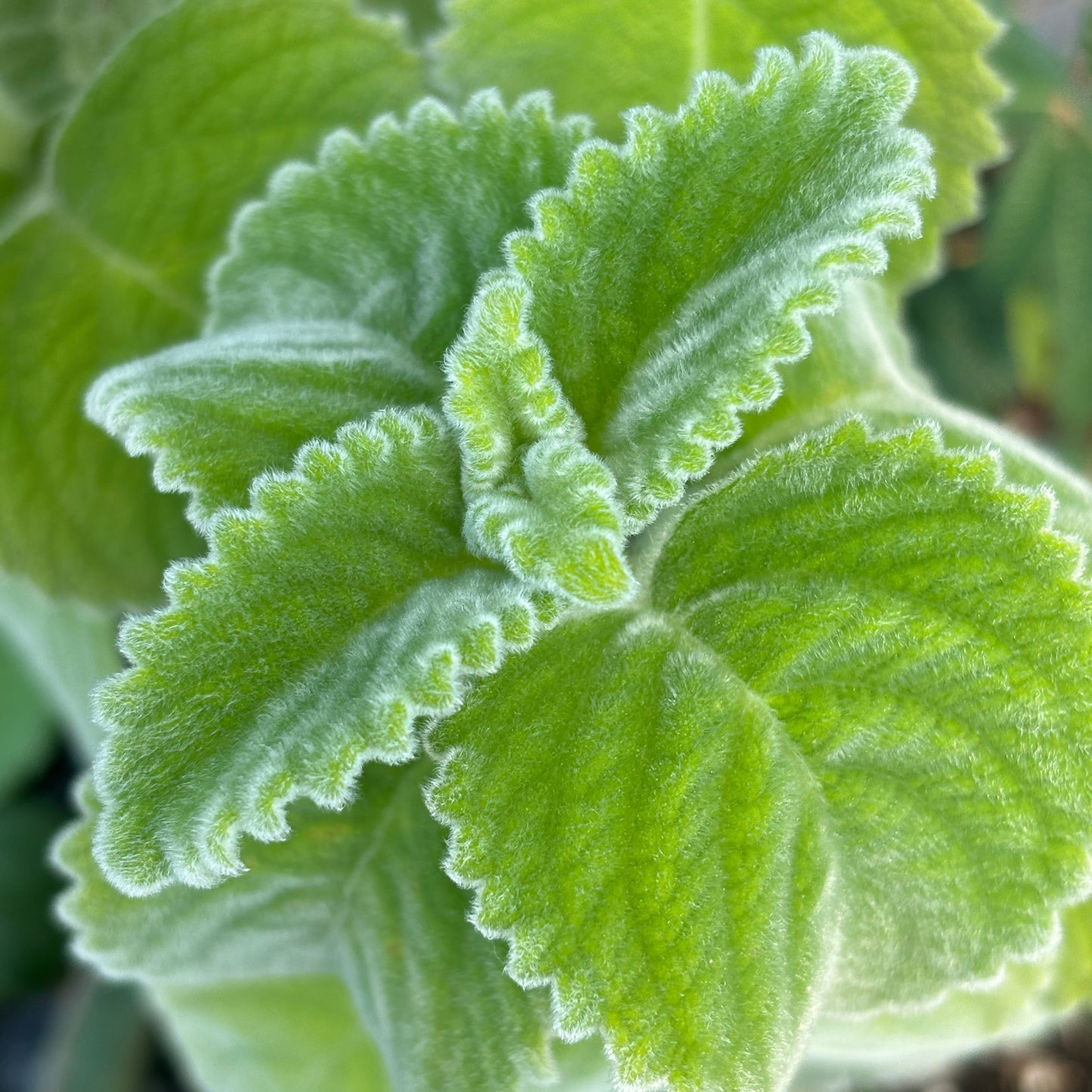 coleus bellus fuzzy leaves