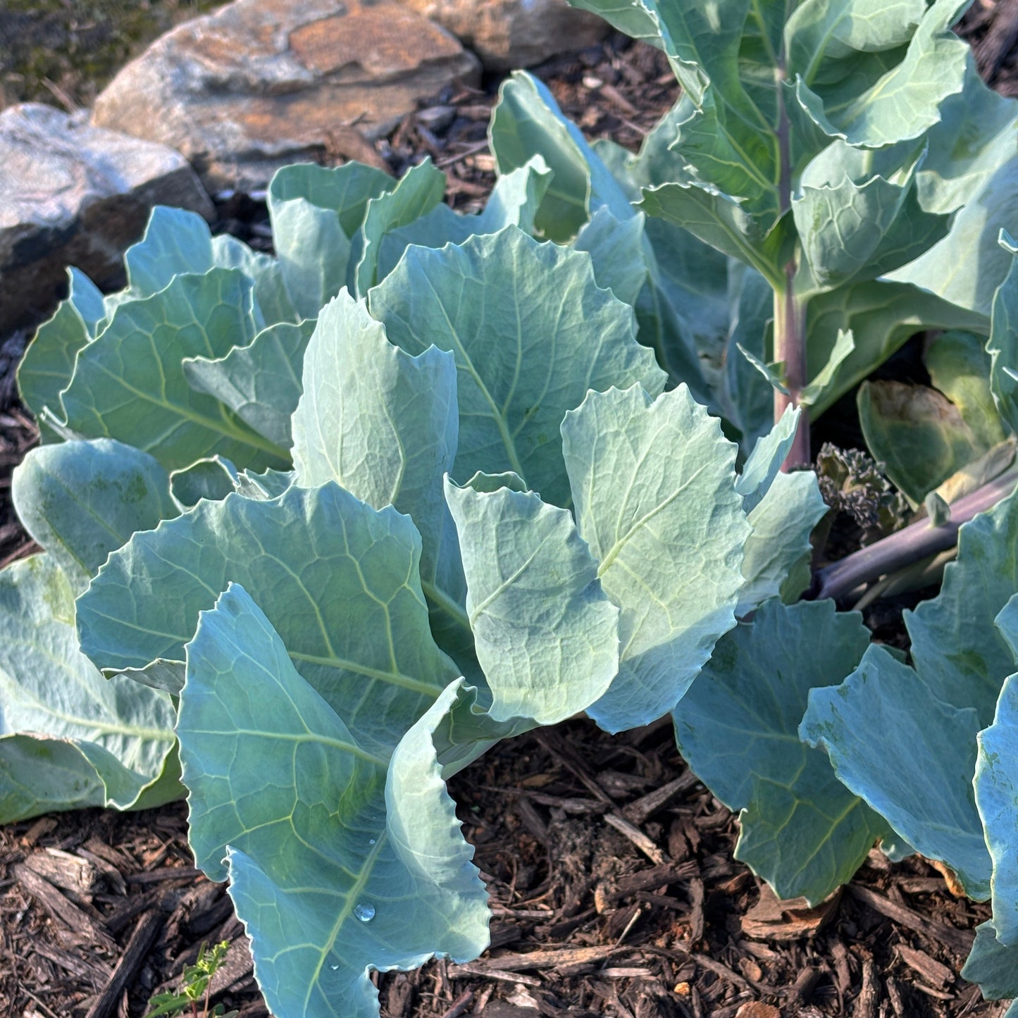 Crambe maritima