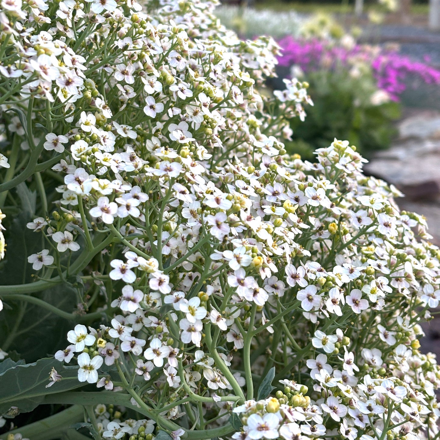 Crambe maritima