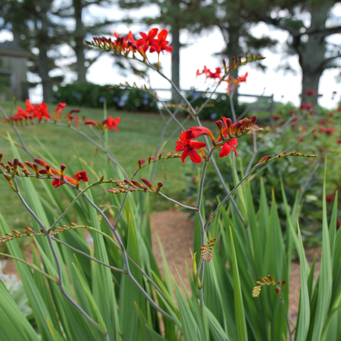Crocosmia 'Lucifer'