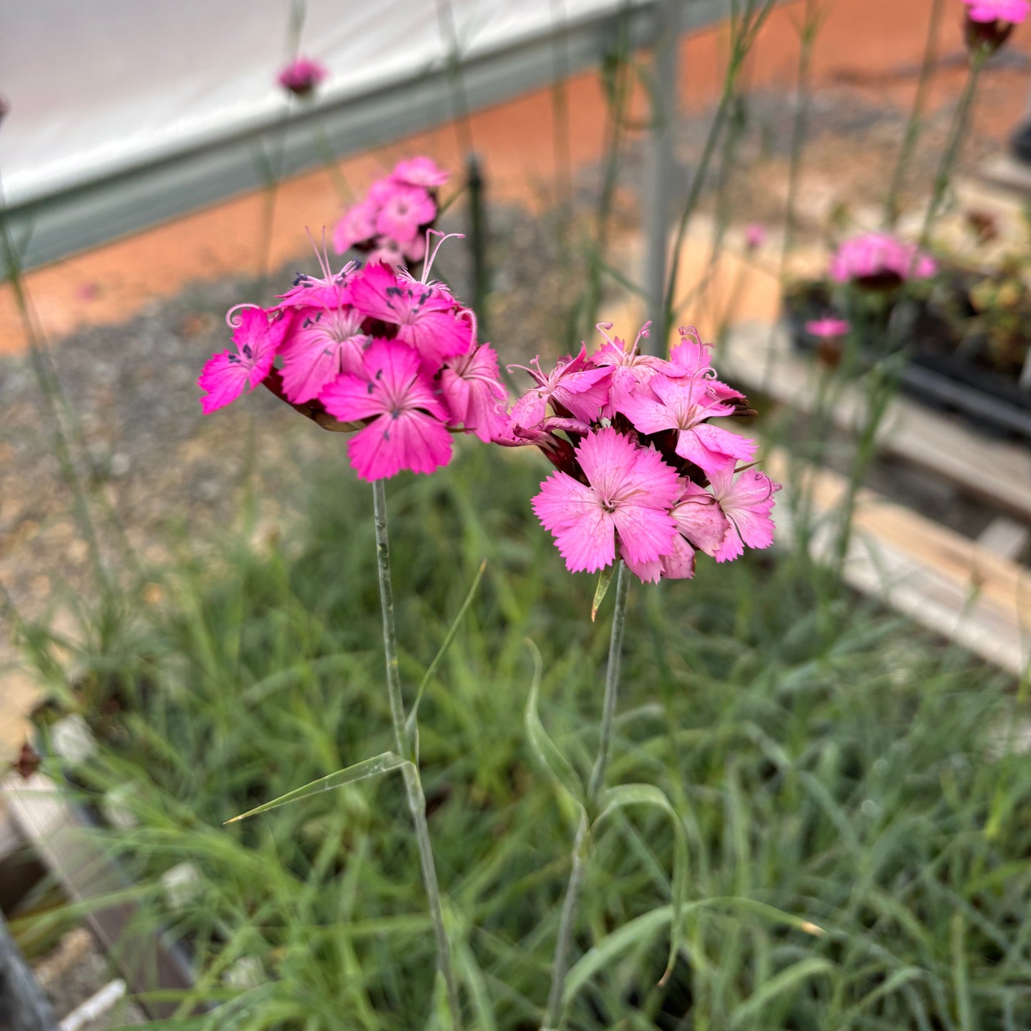 Dianthus carthusianorum