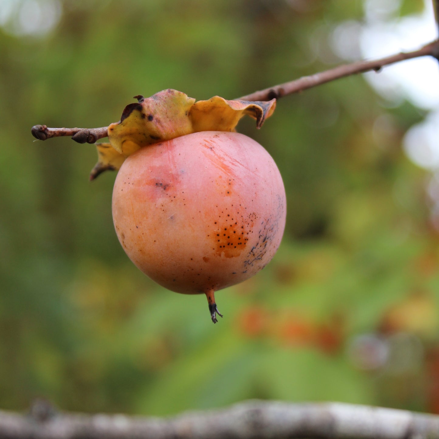 Diospyrus virginiana
