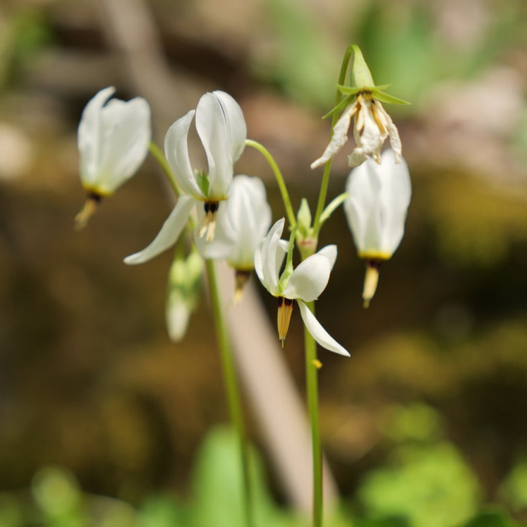 Dodecatheon meadia