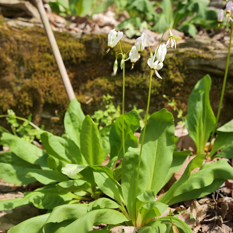 Dodecatheon meadia