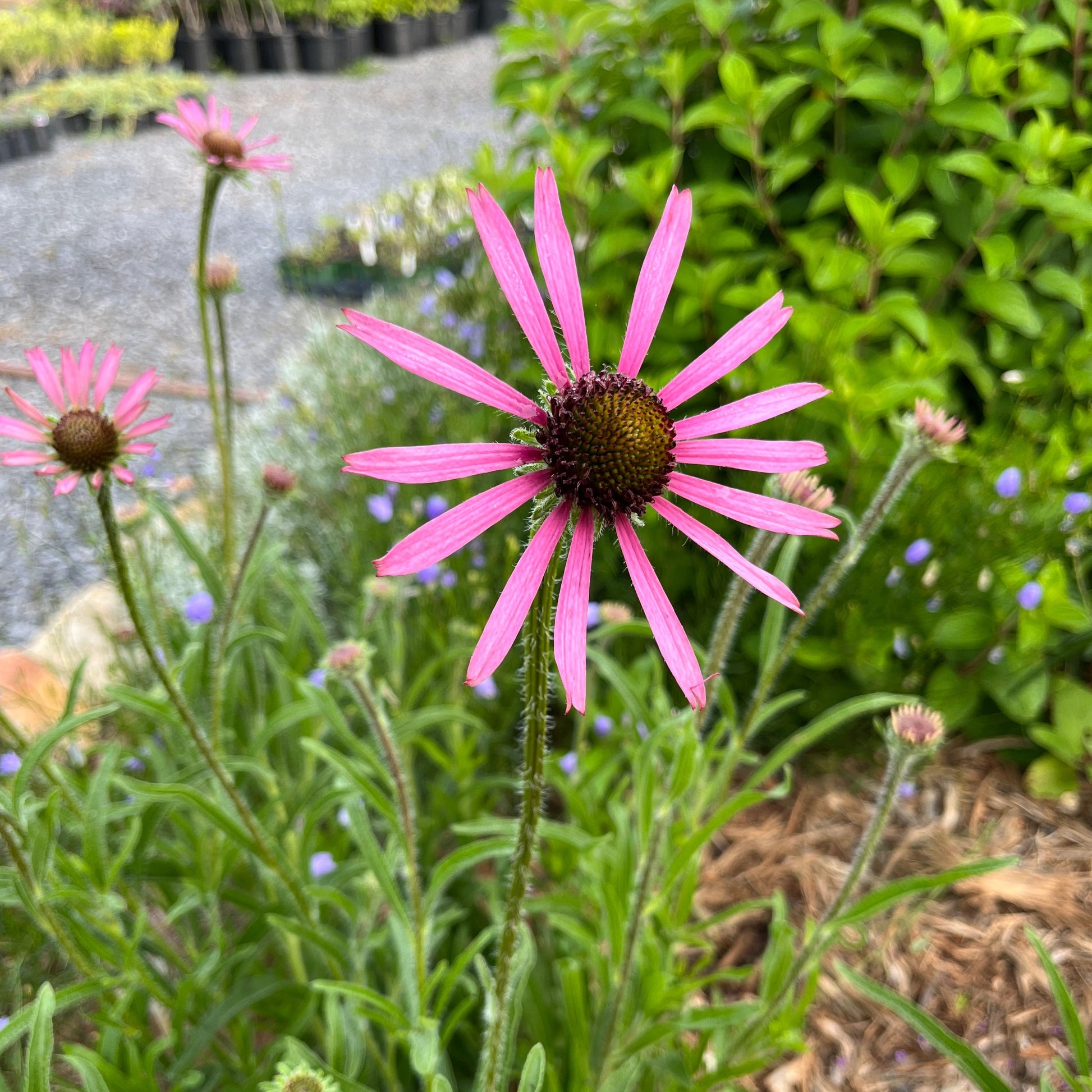 closeup of echinacea tennesseensis rocky top flower